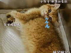 -纳吉亚猫专科动物医院·北北分院