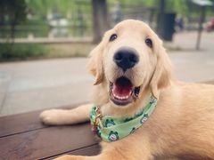 -北京恒爱动物医院(清景园分院)