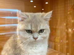 -猫十亿·布偶金渐层·曼基康矮脚猫舍(青年路店)