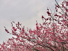 -香雪海
