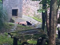 -都江堰中华大熊猫苑
