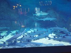 -烟台海昌鲸鲨海洋公园