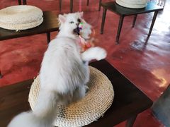 -猫猫幼稚园·撸猫·桌游·电玩