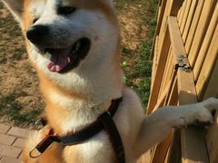 -趣玩宠物乐园寄养训犬训狗游泳池