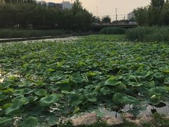 -前关湿地公园