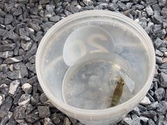 -DGE季风钓虾营地·团建·聚会