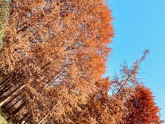 -宝界山林公园