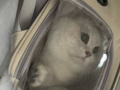 -瑞鹏宠物医院·夜间急症·心超·猫科(祖庙分店)