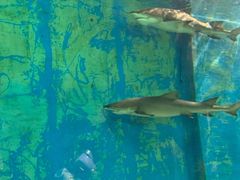 -锦艺城海洋馆