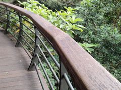 -深圳仙湖植物园