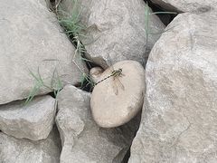 -潘多多·山里人锅巴土豆(八一路店)