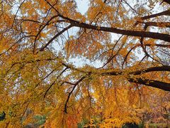 -四川大学(华西校区)