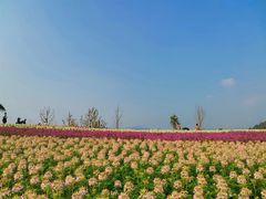 -径山花海