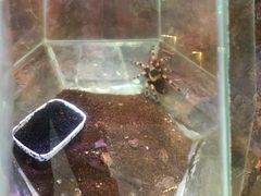 景点-上海大自然野生昆虫馆