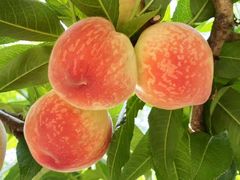 -老袁家蜜桃农场·阳山水蜜桃