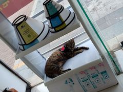 -创凡宠物医院·骨专科  猫科中心(西乡分院)