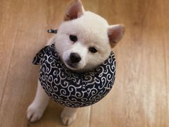 -柴犬小屋·柴餐厅·狗咖食堂(金鼎广场店)