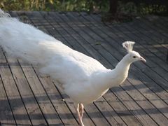 -合肥滨湖国家森林公园