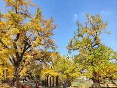 -千年银杏谷文化旅游区