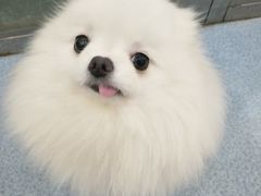 -伟伟宠物医院·CT影像中心·瑞派犬猫综合性门诊(汉口总院)