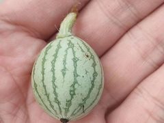 -兰剑驾校(汉阳校区)