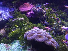 -悉尼海洋生物水族馆