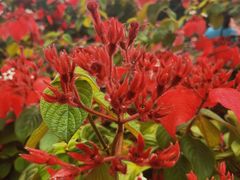 -中国科学院西双版纳热带植物园