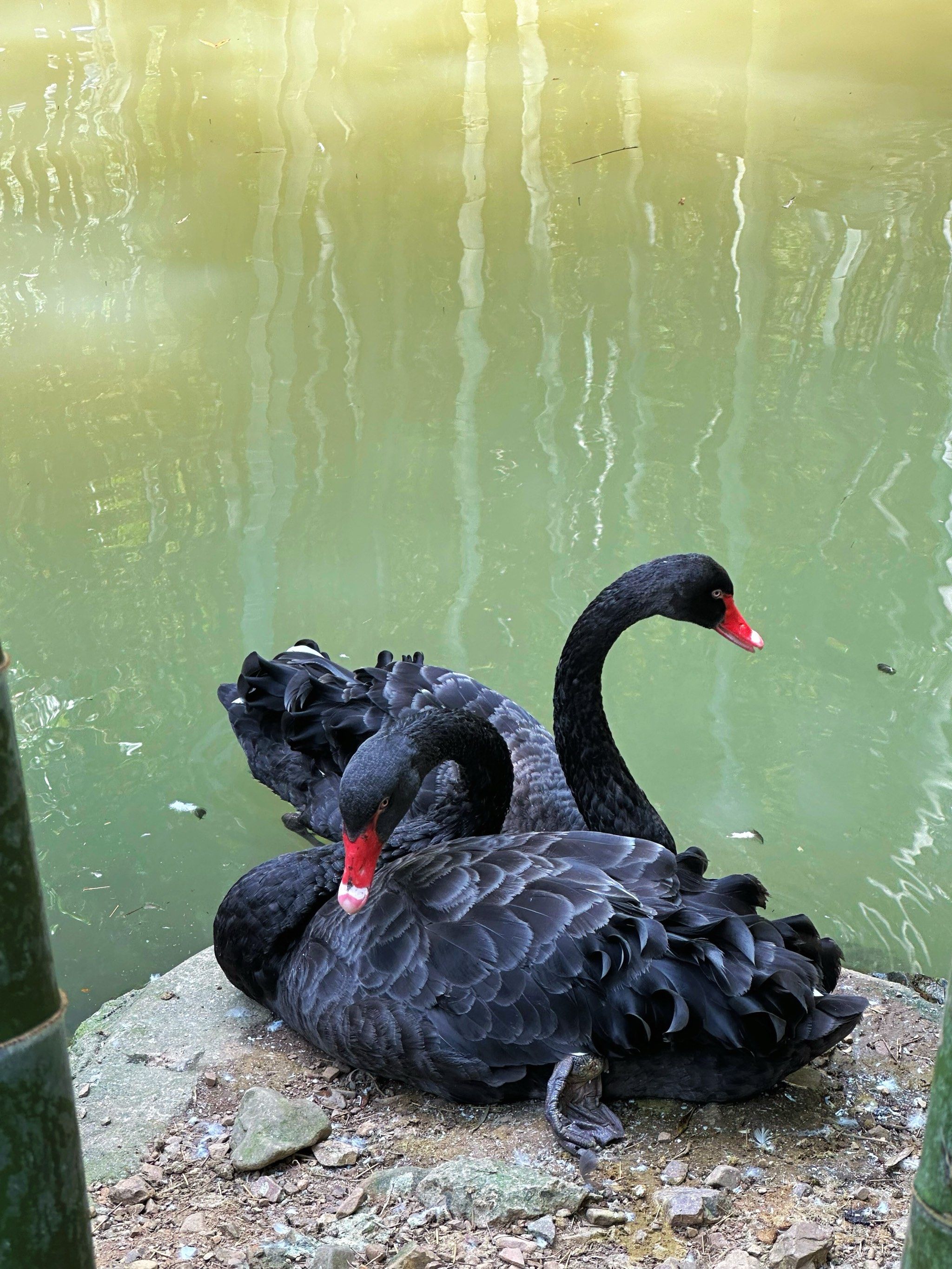 镜头下的黑天鹅🦢