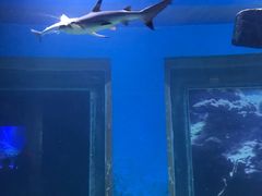 -贝林大翅鲸简餐厅(国家海洋博物馆店)