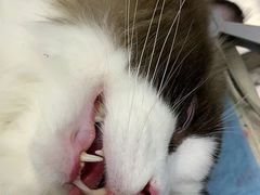 -关爱宠物医院·猫科中心·消化科(滨湖万达分院)