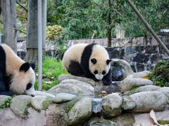 -都江堰中华大熊猫苑