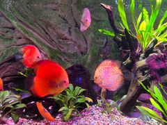 -上海海洋水族馆