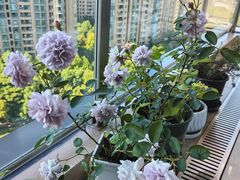 -双季花艺园艺市场(浦东店)