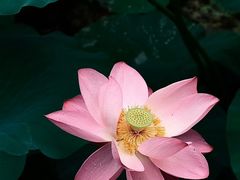 -莫愁湖公园