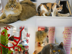 -COLOR PETS 撸猫馆·购猫·猫咖(长风大悦城店)