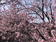 -桃花堤公园