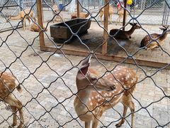 -长白岛森林公园