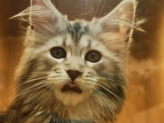 -屋虎猫馆(宝安大仟里店)