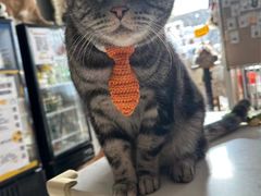 -平行世界·猫咖(首经贸店)