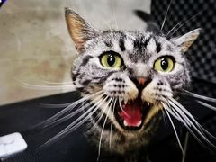 -PETKIT小佩宠物·低压洗护(国顺东路店)