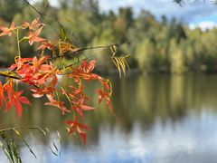 -五营红松林海景区
