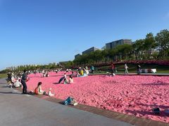 -春花秋色城市公园