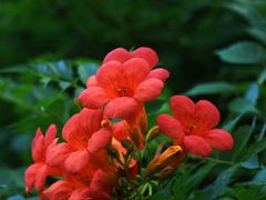 -上海吴淞炮台湾国家湿地公园