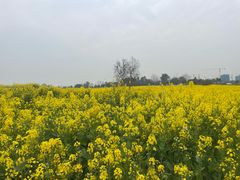 -三圣花乡旅游区