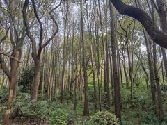-上海共青森林公园
