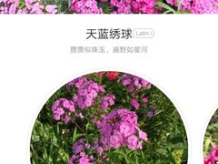 -秦美花卉(天朗·莱茵小城2期店)