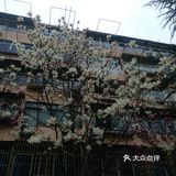 Spring  is  Coming！