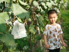 -马陆小张葡萄园农家乐