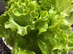 -海花锅盖烧烤店(怡馨家园店)