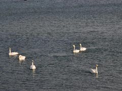 -烟墩角天鹅湖